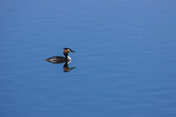 Fototapeta premium speckled wild duck feed on the pond
