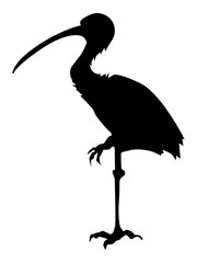 ibis - obrazy, fototapety, plakaty