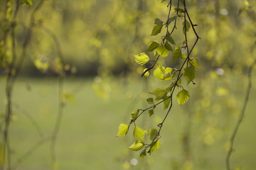branch with spring foliage