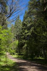 Spring in the forest 