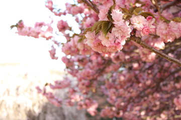Pink flowering tree in full bloom