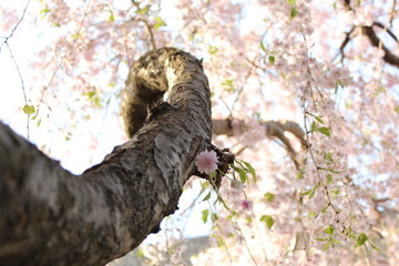 Cherry tree in full bloom