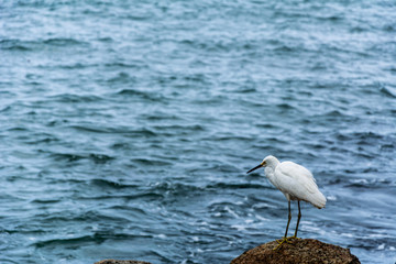 White heron in a stone near the blue sea, in Ubatuba, São Paulo, Brazil