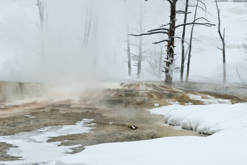 Winter, Mammoth Hot Springs, Yellowstone NP