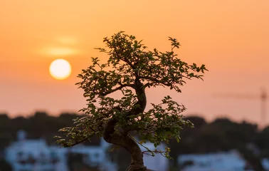 Fotobehang Bonsai Chinesse elm bonsai and sunset  © Roberto