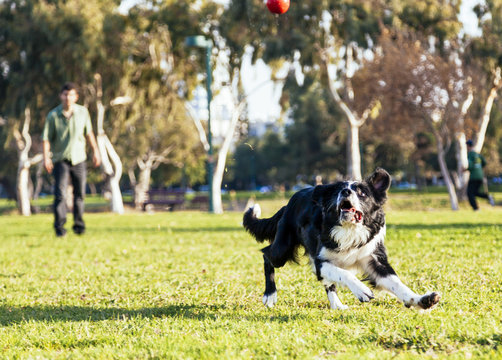 Dog Fetching in the Park
