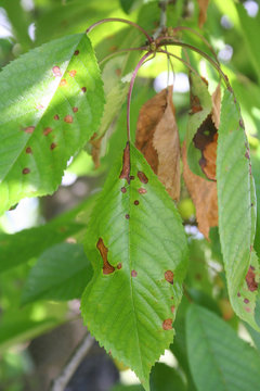Foto Stock Ruggine del Ciliegio. Macchi rosse su foglie. Malattia dell' albero. Puccinia cerasi | Adobe Stock