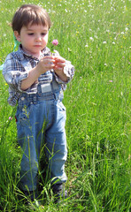 Kleiner Junge pflückt eine Blume in der Wiese
