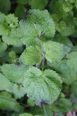 Malattia della pianta. Macchie viola scuro su foglie
