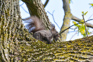 Eichhörnchen sitzt im Baum