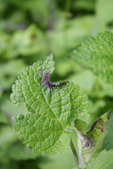 Malattia della pianta. Macchie viola scuro su foglie