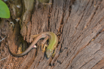 Eidechse auf dem Baumstamm