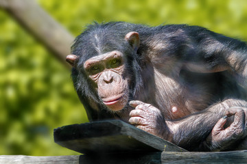 anthropoid ape of a chimpanzee