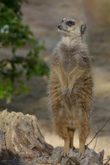 Erdmännchen