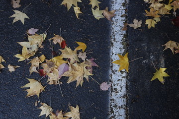 Leaves in parking lot in fall 