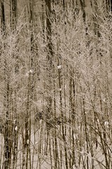 Junge Bäume mit Schnee bedeckt