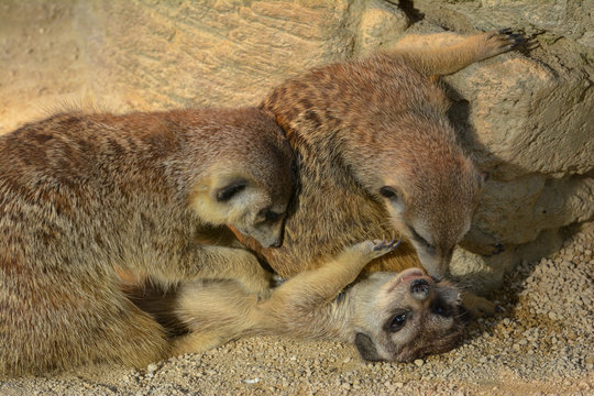 Erdm&auml;nnchen
