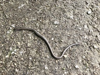 Blindschleiche schlängelt über die Strasse