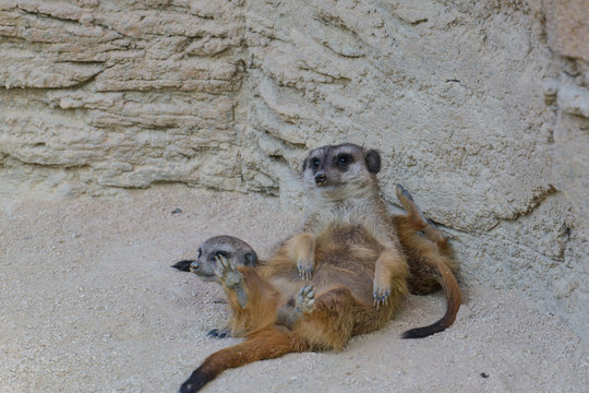 Erdm&auml;nnchen