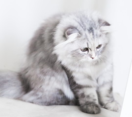 Animals. White gray fluffy cat, white background