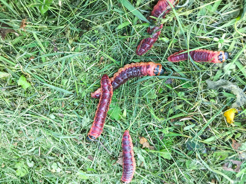 caterpillars of cossus cossus on grass