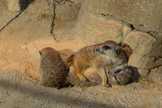 Erdm&auml;nnchen