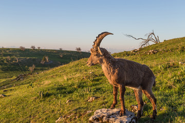Bouquetin