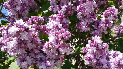 Lilacs
