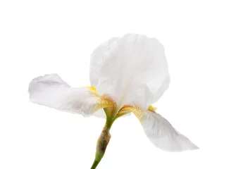 Crédence de cuisine en verre imprimé Iris iris isolé