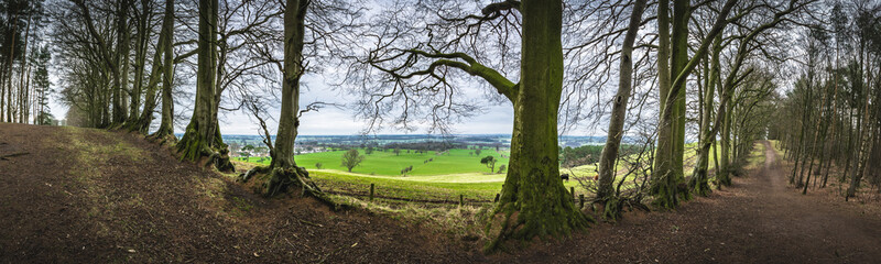 Obraz premium Panoramic view of woodland