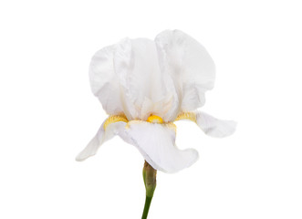 iris isolated