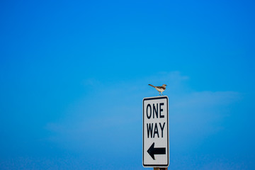 Mockingbird on one way sign