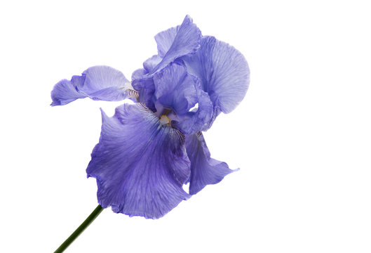 iris isolated