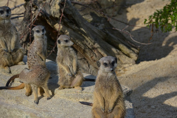 Erdmännchen
