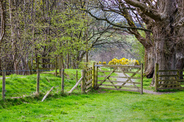 Open wooden gate in countryside
