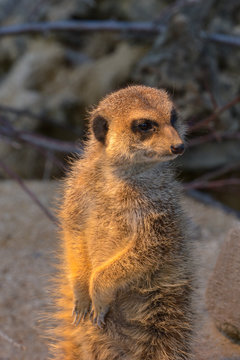 Erdm&auml;nnchen