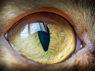 Beautiful cat's eyes macro 