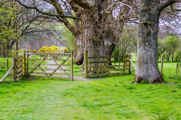 Open wooden gate in countryside