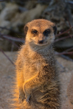 Erdm&auml;nnchen