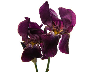 iris isolated