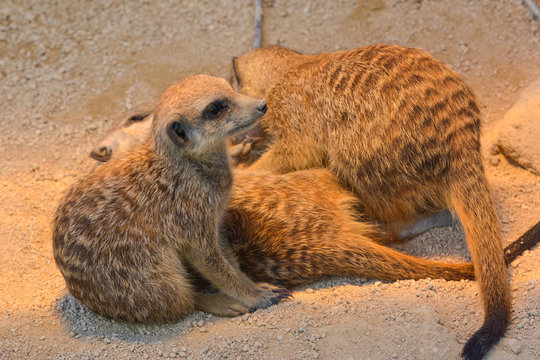 Erdm&auml;nnchen