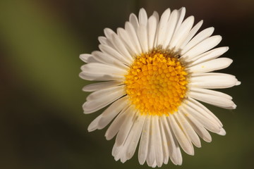 Obraz premium flower