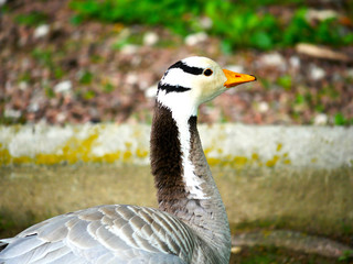 Oiseau