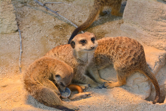 Erdm&auml;nnchen
