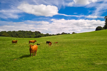 Cows and calves in field