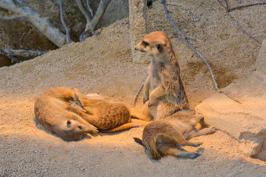 Erdm&auml;nnchen