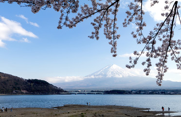 Mt fuji and Lake in cherry blossom sakura