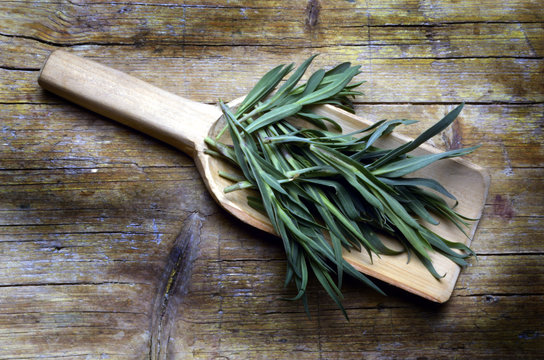 Silene vulgaris rigonfia Sclopit Bladder campion Grisol  Strigoli  Maidenstears Stridoli Carletti  Strisci Taubenkropf-Leimkraut Scrissioi 白玉草 s-ciopit  s-Ciopetin Cuiet Concigli Lepnica rozdęta 