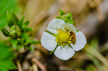 Wild strawberry blossoms in the spring in the forest with white petals