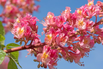 Fleischrote Rosskastanie, Blüten